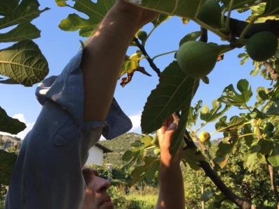 Mladi agronom planira inovativan projekt koji spaja eko proizvodnju i turizam