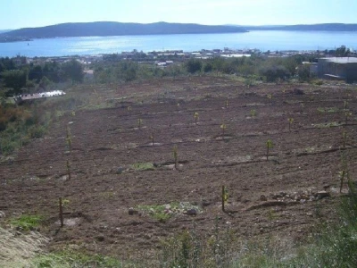 Mlada plantaža (nasadi) smokava u dalmatinskom priobalju