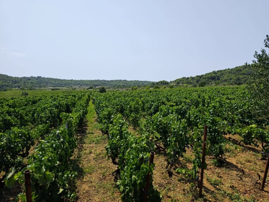 Vis vinograd