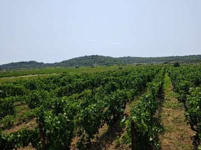 Mladi vinari i vinogradari sa otoka Visa
