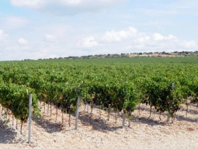 Mladi vinograd u oplemenjenu kršu dalmatinskog zaobalja