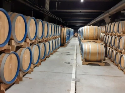 Mlado vino uoči Vincekova