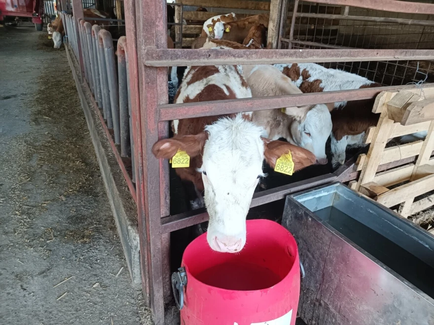 Mliječne krave farma mlijeko 