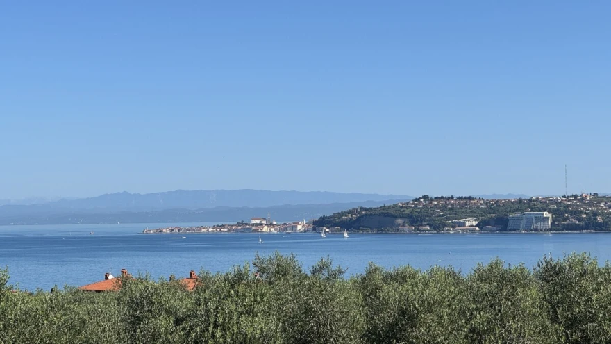Maslina 