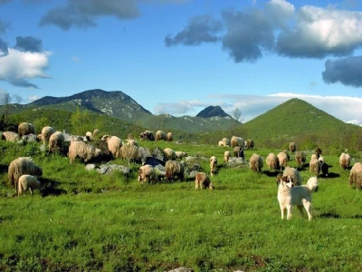 Stado ovaca i njihov pas čuvar na pašnjaku Lovinca