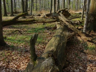 Srušeno drvo