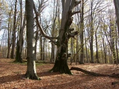 Muški bunar na Psunju