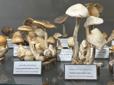 Po pitanju očuvanja Muzeja gljiva svi se prave gljivama