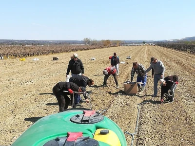 NADINSKO BLATO - Sadnja novog vinograda u jeku pandemije