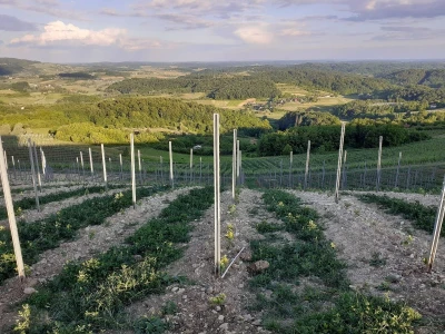 Nagrađivane eko vinarije