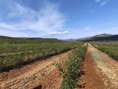 Najveća plantaža aronije u Dalmaciji
