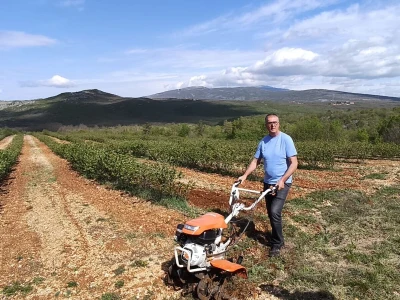 Najveća plantaža aronije u Dalmaciji