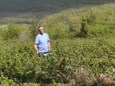 Najveća plantaža aronije u Dalmaciji