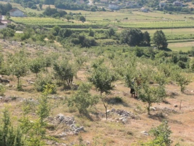 Mladi nasadi višnje maraske u dalmatinskom kršu