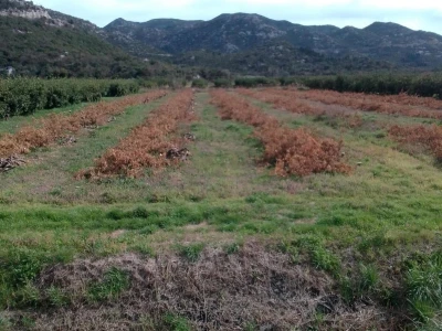Nasadi mandarina Matka Filipovića u Opuzenu