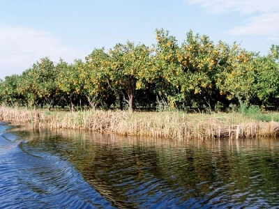 Nasadi mandarina u dolini Neretve - uz jendeke (kanale)