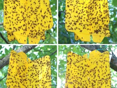 Nasadi oraha u Osječko-baranjskoj županiji - orahova muha