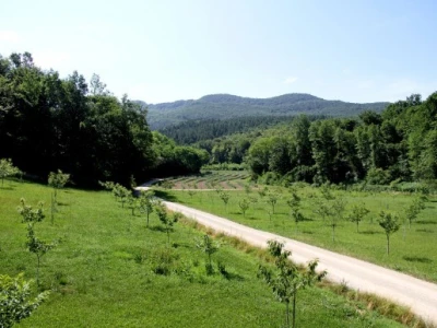 Sevšek je uvjeren kako će s postojećim sadnicama u konačnici dobivati urod od čak 40 tona aronije