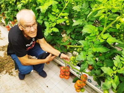 OPG MILAN RAK / COLIĆ TRADE: Umirovljenik iz Rakova sela povećao proizvodnju rajčice sa 3 na 60 tona!