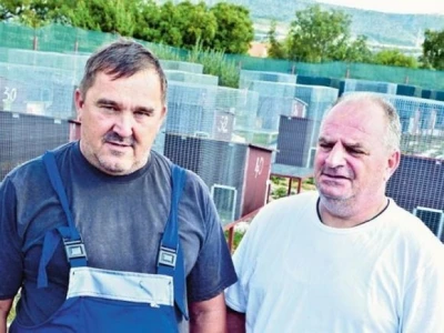 Neno Božić i Branko Škugor, uzgajatelji divljih zečeva u šibenskoj Dubravi