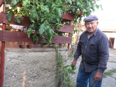 Neobična rajčica