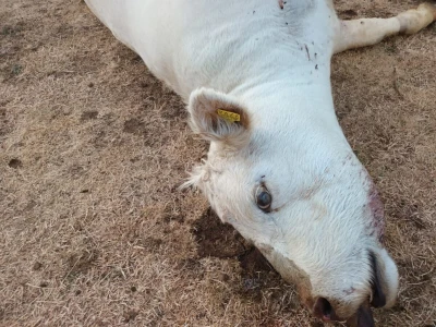 Neobjašnjivo ugibanje stoke Gornjih Maovica