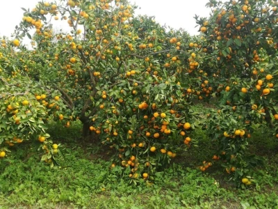 Neobrane mandarine...
