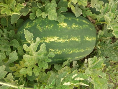 Neretvanske lubenice