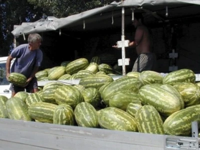Neretvanske lubenice uzgojene u plasteniku