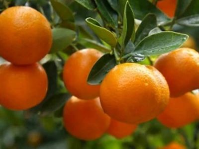 Neretvanske mandarine poznate po veličini, boji, ukusu