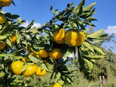 Neretvansko zlato - mandarine na OPG-u Josipa Jelavića