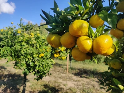 Neretvansko zlato - mandarine na OPG-u Josipa Jelavića