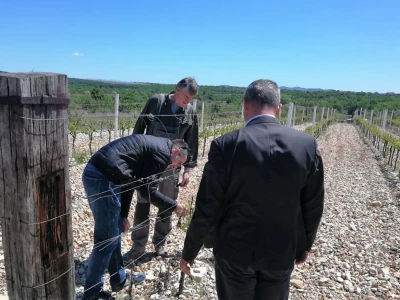 POSLJEDICE TUČE NA STANKOVAČKOM I BENKOVAČKOM PODRUČJU - Vinogradar Božo Bačić u 40 minuta ostao bez 350 tisuća kuna!