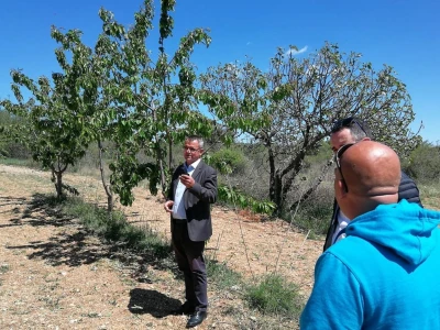 POSLJEDICE TUČE NA STANKOVAČKOM I BENKOVAČKOM PODRUČJU - Vinogradar Božo Bačić u 40 minuta ostao bez 350 tisuća kuna!