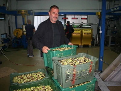 NIKAD SLABIJA MASLINARSKA SEZONA - Hrvatski iseljenici, ali i domaći maslinari kupuju maslinovo ulje izravno u uljarama!