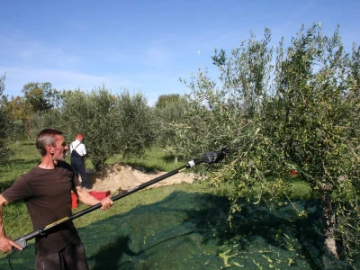 NIKAD SLABIJA MASLINARSKA SEZONA - Hrvatski iseljenici, ali i domaći maslinari kupuju maslinovo ulje izravno u uljarama!