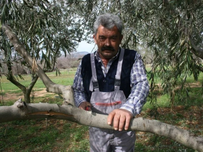 NIKAD SLABIJA MASLINARSKA SEZONA - Hrvatski iseljenici, ali i domaći maslinari kupuju maslinovo ulje izravno u uljarama!