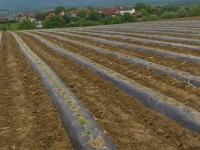 Bogato polje
