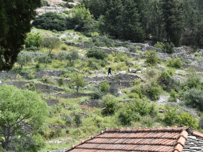Noćnjak 2022 Dol