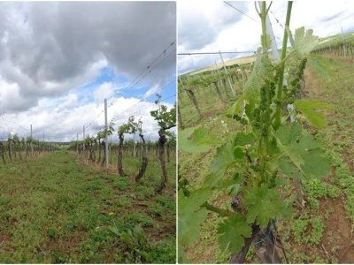 Poezija u boci Baranjskog vinogorja