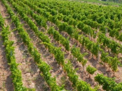 Novi vinogradi