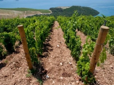 Novi vinogradi