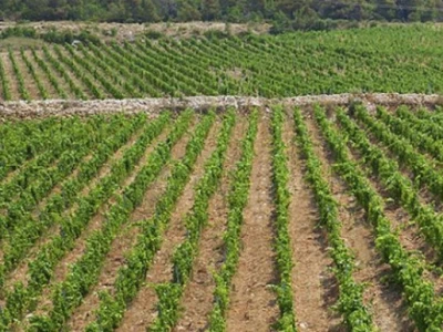 Novi vinogradi