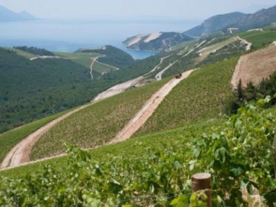 Novi vinogradi