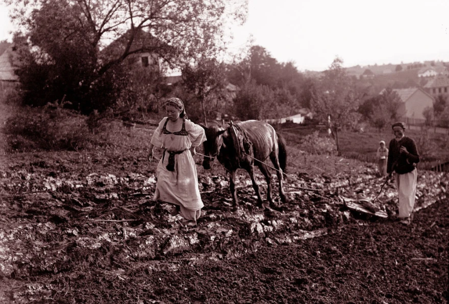 Cazinska buna