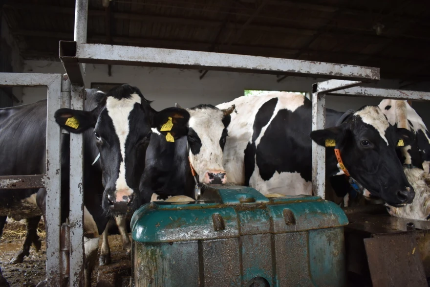 holstein fazos