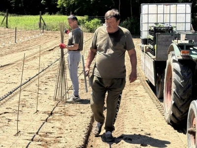 Obitelj Špiranec u Kladarama sadi 4.000 stabala maslina