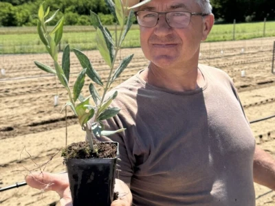 Obitelj Špiranec u Kladarama sadi 4.000 stabala maslina