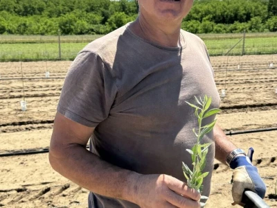Obitelj Špiranec u Kladarama sadi 4.000 stabala maslina