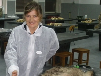 OČEVID ŠTETA OD VUKA U GOLUBIĆU - Šestogodišnji dječak prepoznao ugrize vuka na vratu usmrćenih koza!
